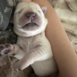 Labrador Retriever Puppies from TGO shed antler dogs