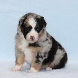 December - Blue merle male Australian Shepherd puppy in Circleville, Utah from Canyon Creek Aussies