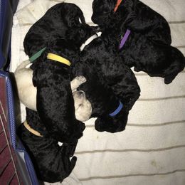 Poodle Puppies from Faith Ambort