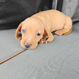 Dachshund Puppies from Blue Ridge Mountain Weenies