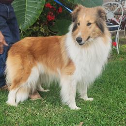 Sunny Grace - Sable merle female Collie puppy in Bellflower, California from Prime Star Collies