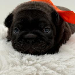 Jackson - Brindle male French Bulldog puppy in Largo, Florida from Big Daddy Frenchies