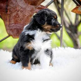 Pebble - Black tri-color female Australian Shepherd puppy in Olivehurst, California from Double M Aussies