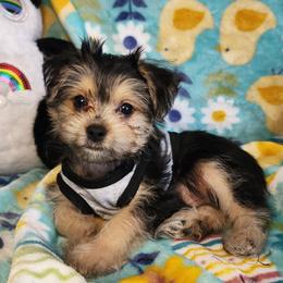 Prince - Black and tan male Yorkipoo puppy in The Villages, Florida from My Precious Pups