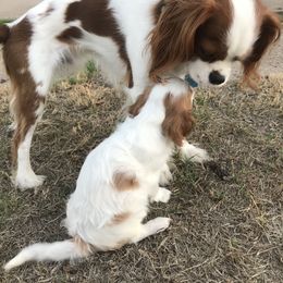 Cavalier King Charles Spaniel Puppies from Christina’s Cavaliers