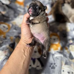 Female 2 - Fawn female French Bulldog puppy in Keeseville, New York from Big Sky Frenchies