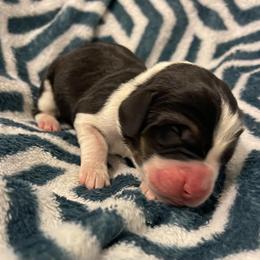 Lime Green Boy - Black brown and white male Basset Hound puppy in Temple, Texas from Southern Rose Bassets