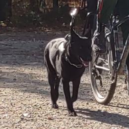 German Shepherds from Nutzenhof