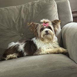 Pixie - Chocolate, tan and white female Yorkshire Terrier puppy in Coeburn, Virginia from Southern Sweetheart Kennels