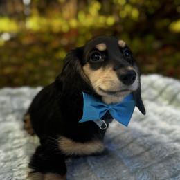 Bruno - Black and cream male Dachshund puppy in Auburndale, Florida from Doxster Dachshunds