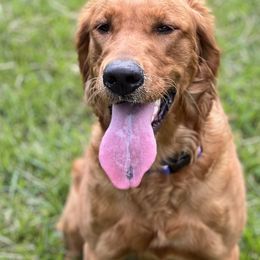 Scarlett - Golden Retriever