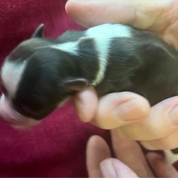 Hattie - Parti female Miniature Schnauzer puppy in Kentucky from Mrs Bs Teeny Schnauzers & Doodles