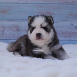 Bishop - Black and white male Pomsky puppy in Loxahatchee, Florida from Cardinal Point Pomskies