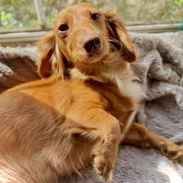 Carheart - Dachshund