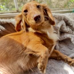 Carheart - Dachshund