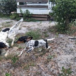 Patty - Blue belton and tan (tri-color) female Llewellin Setter puppy in Eastpoint, Florida from Stoneforged Setters