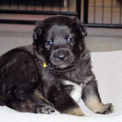 Lapponian Herder Puppies from Kuulas Kennels