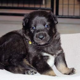 Lapponian Herder Puppies from Kuulas Kennels