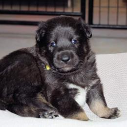 Lapponian Herder Puppies from Kuulas Kennels
