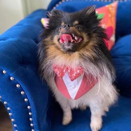 Pomeranians from Luxury Poms
