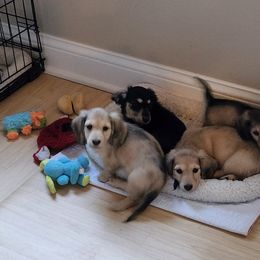 Dachshund Puppies from Queen City Dachshunds