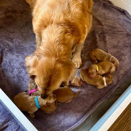 Girl 3 - Golden female Golden Retriever puppy in Salem, Oregon from Oregon Rose Goldens
