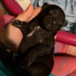 Queso - Black and white male Xoloitzcuintli puppy in Manitowoc, Wisconsin from Wonderland Kennel