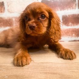 Winnifred Rare Chocolate Ruby - Ruby female Cavalier King Charles Spaniel puppy in Tolleson, Arizona from Pixie Dust Cavaliers