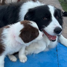 Red collar boy - White and red male Border Collie puppy in Litchfield Park, Arizona from Dragonfly BC Puppies (Champion Lineage)