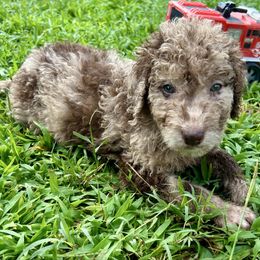 Woody - Red merle male Aussiedoodle puppy in Denton, Maryland from Royal Conron Doodles