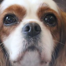 Cavalier King Charles Spaniels from Kalleasun Cavaliers