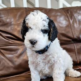 Zen - Black and white male Bernedoodle puppy in Decatur, Georgia from So Adoodable