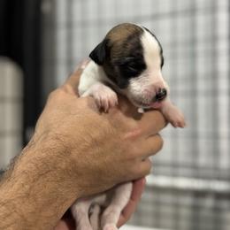 Wu - Fawn brindle male Whippet puppy in Winter Garden, Florida from Infinity Whippets