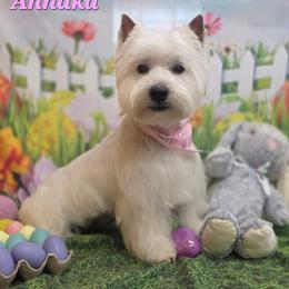 Annaka - West Highland White Terrier