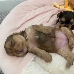 French Bulldog and Yorkshire Terrier Puppies from Casa De Silva LLC