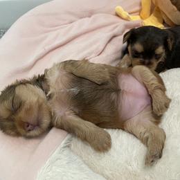 French Bulldog and Yorkshire Terrier Puppies from Casa De Silva LLC
