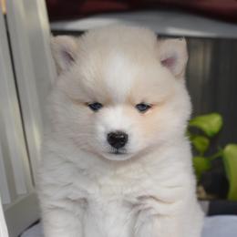 Lucky - White male Pomsky puppy in Coos Bay, Oregon from Ocean View Pomskies