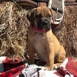 Pick Female- drive- powerful guardian - Cream female Boerboel puppy in Mansfield, Texas from Dynasty Blue Ridge Boerboel