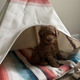 Rusty - Red  male Poodle puppy in Ennis, Texas from Johnson Ventures