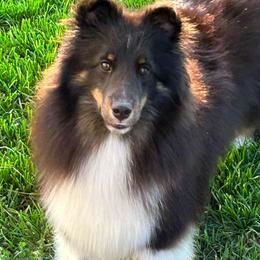 Brooke - Shetland Sheepdog