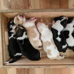 Basset Hound Puppies from Greene Acres Bassets