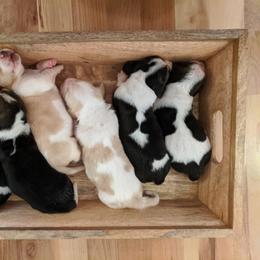Basset Hound Puppies from Greene Acres Bassets