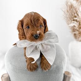 It's The Little Things- Clean Sheets - Red  male Goldendoodle puppy in Russell Springs, Kentucky from Milk & Honey Doodles
