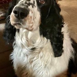 Winchester - English Springer Spaniel
