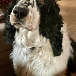 Winchester - English Springer Spaniel