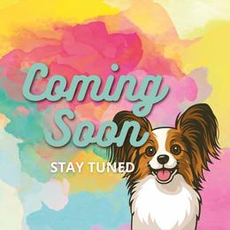 Boy 1 - White and sable male Papillon puppy in Blue Ridge, Georgia from Butterfly Ridge