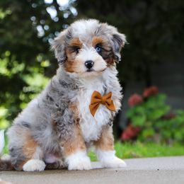 Aussiedoodle, Australian Labradoodle, Bernedoodle, and Golden Retriever Puppies from Golden Light Puppies