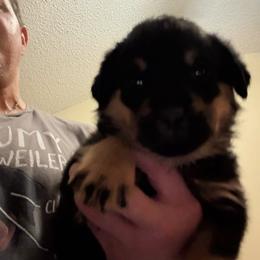 Red girl - Black and mahogany female Rottweiler puppy in Colorado Springs, Colorado from Von Locher Rotties