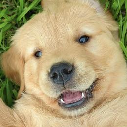 Golden Retrievers from R&R Goldens
