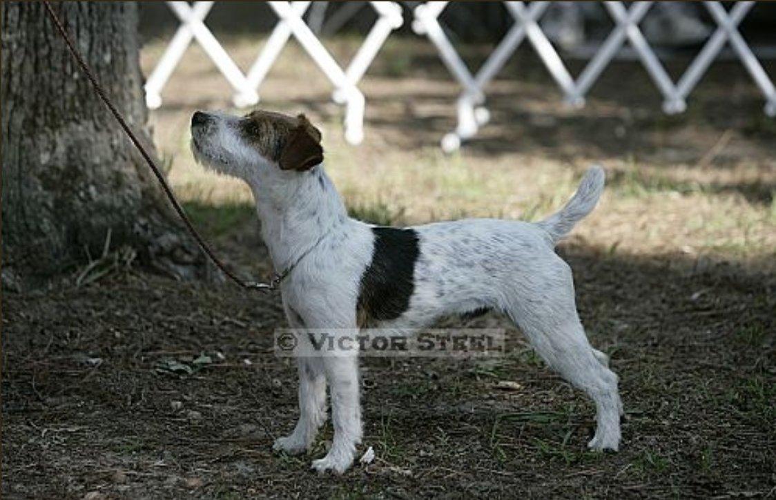 RUSSELUNO ラッセルノ Cedar Grove Jack Russell Terriers in North Carolina | Jack Russell